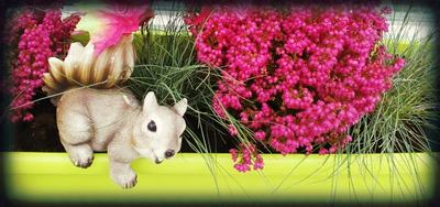 Hledám oříšky...