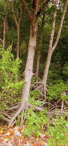 mangrovníky
