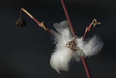 Vítr mašli uvázal