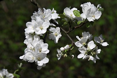 Květy plané jabloně
