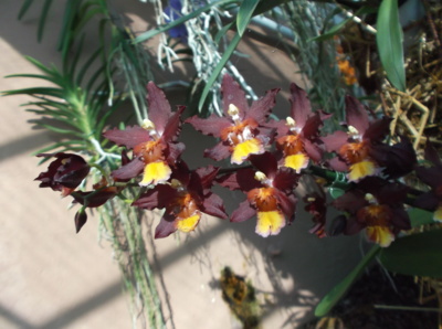 Orchidej na úterý