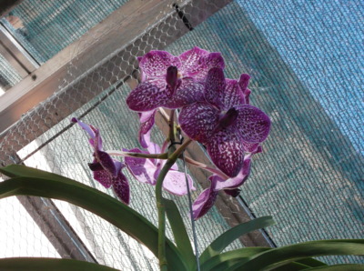 Orchidej na středu
