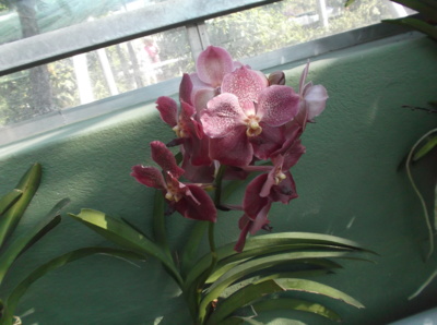 Orchidej na sobotu