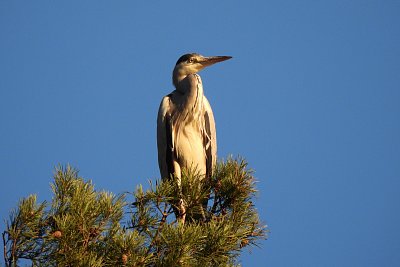 Volavka pozoruje svět