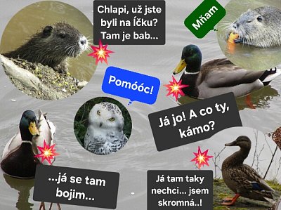 Hrátky s ptáky II aneb Schíza na vodě *