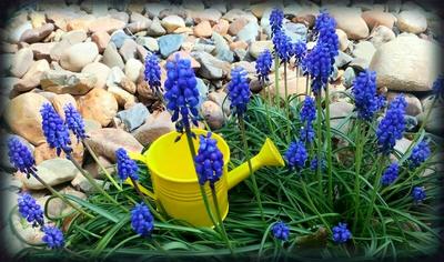 Modrožluté zátiší