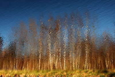 Březový háj nad řekou*