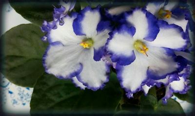 Maminkám s vůní lásky