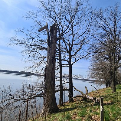 Torzo stromu na hrázi rybníka Rožmberk