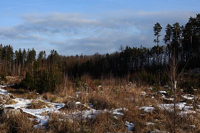 A opodál kvílí motorová pila*