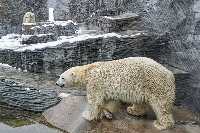 2-  Prohlídku jsme začali u ledních medvědů.