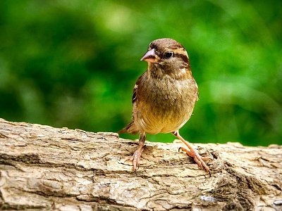 2-sparrow-242-11926-1280.jpg