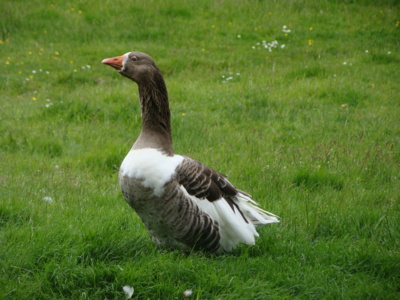 Koho asi vyhlíží ?