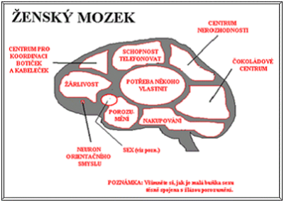 2. Schéma ženského mozku