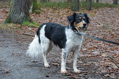 Jedna moje psí známá