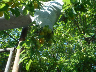 Špendlíky-letos je jich hodně, neví kde mají růst.