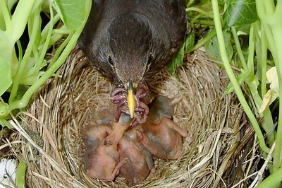 Budíček, nesu snídani