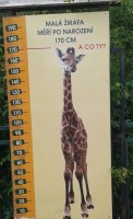 Pavilón žiraf