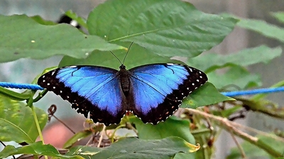 Morpho peleides  (Motýlí dům Žírovice) *