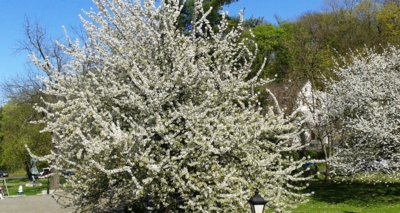 Všude samé květy - jaro je tady!