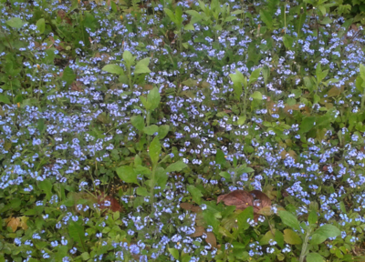 Po 55 létech opět vidím pomněnky ve městě.