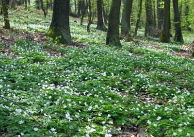 stráň v Prokopském údolí
