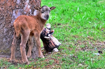 Ten krteček je můj!