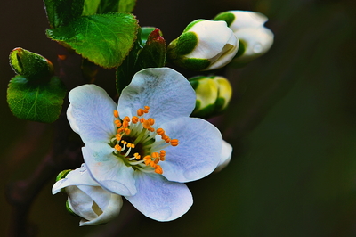 Budou letos švestky?