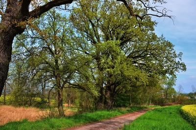 Pod staletými duby - 2