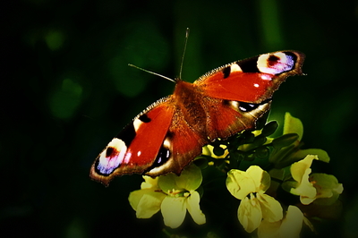 Babočka Paví oko 3