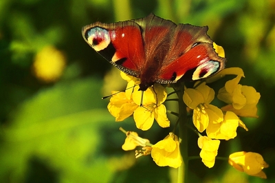 Babočka Paví oko (2)