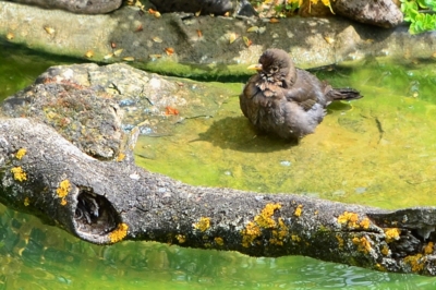 Kos 1 - Mám, nemám?