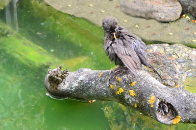 Kos 5 - Ještě chvíli, a budu zase fešák