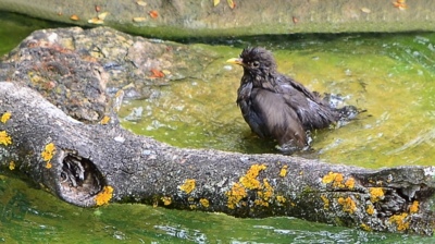 Kos 4 - Co koukáš, neviděl's kosa?