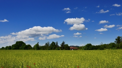 Když žlutá vycházela z módy