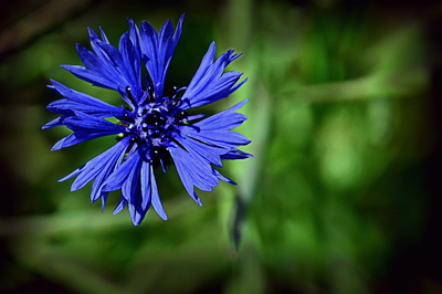 Ještě jedna modrá