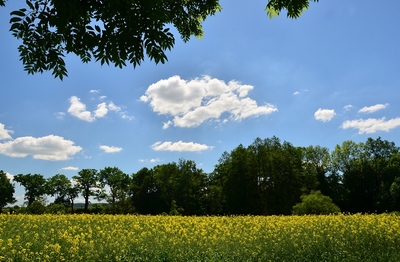 U Jizery ještě kvete