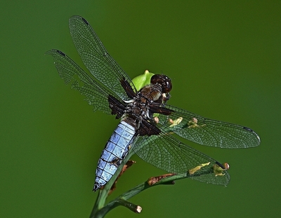 Po souboji - Vážka ploská (samec)
