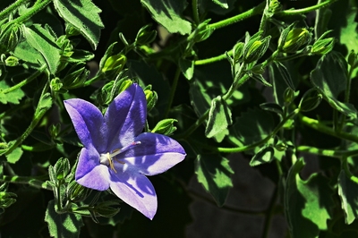Jsem první ! (Campanula isophylla - ženich)