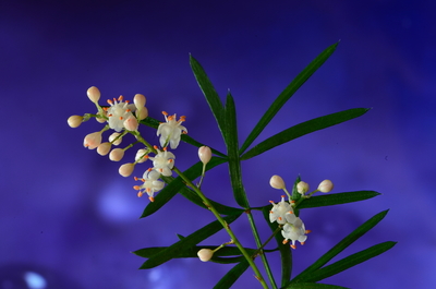 Asparágus Sprengerův