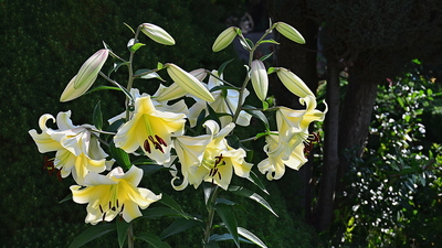 Letos opět vykvetla