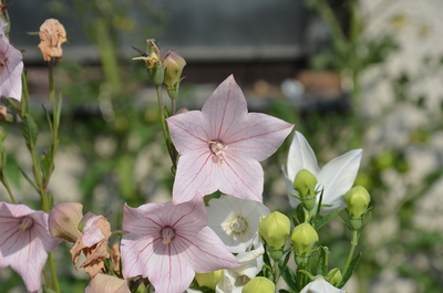 Růžový boubelík (neupraveno)