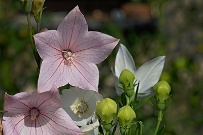 Růžový boubelík (upraveno)