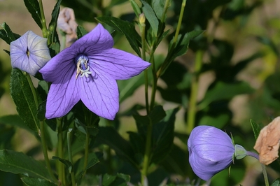 Boubelík v modré (Platykodon velkokvětý)