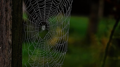 Z kapek rosy utkaná