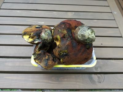 První letošní úroda hub z Orlických hor