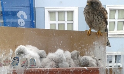 Další vnoučata - poštolčata 2017