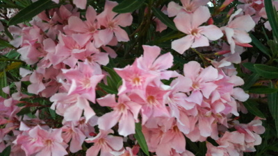 Záplava růžových květů