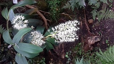 Botanická zahrada Teplice