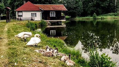 Spokojená labutí rodinka